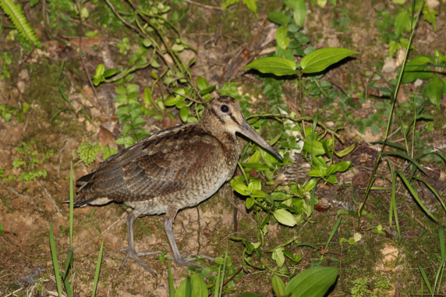 奄美らしい生き物たちを観察!