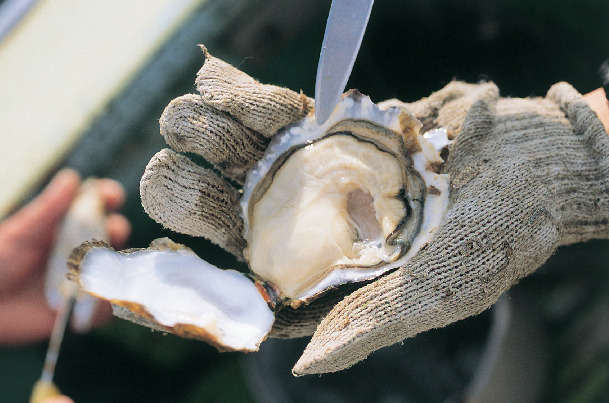 自家製の大粒カキは海のエキスがたっぷり「竹崎海産」