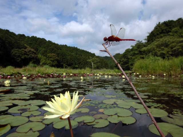 四万十市トンボ自然公園