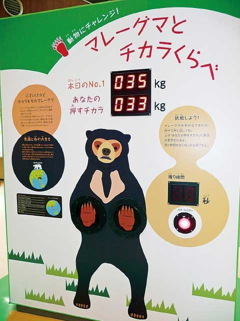 マレーグマとチカラくらべ