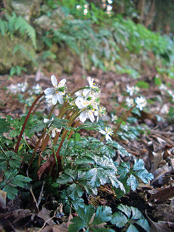 【高知県立牧野植物園をご案内】展示館中庭で見られる植物