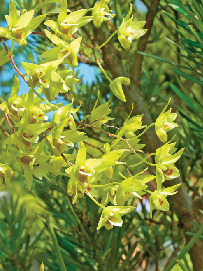 【高知県立牧野植物園をご案内】展示館中庭で見られる植物