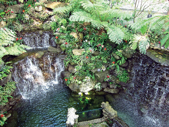 【高知県立牧野植物園をご案内】温室