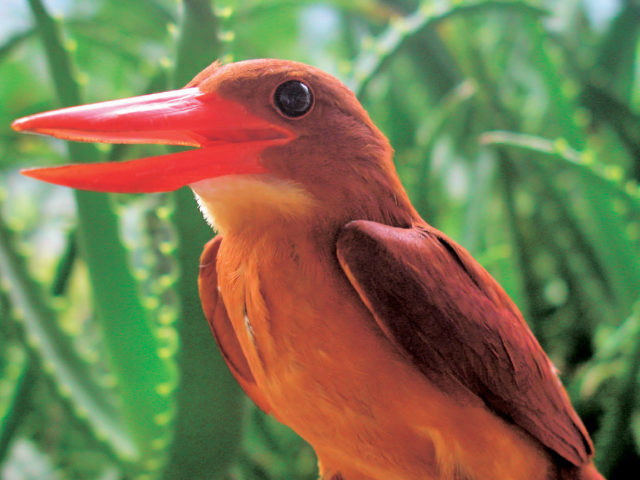 奄美らしい生き物たちを観察!
