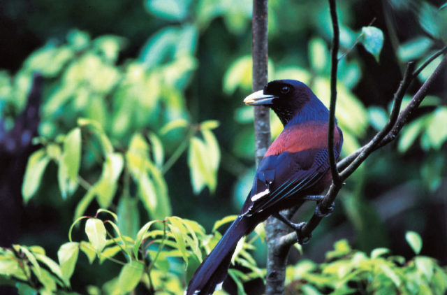 奄美らしい生き物たちを観察!