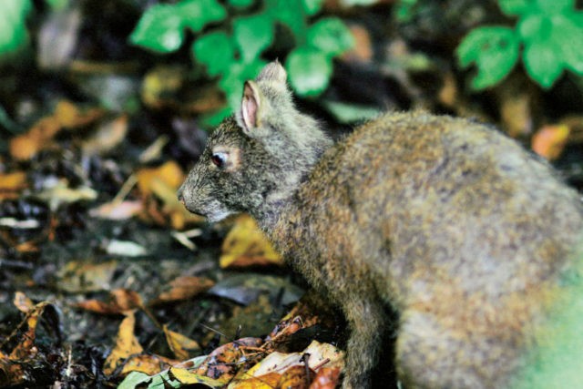 奄美らしい生き物たちを観察!