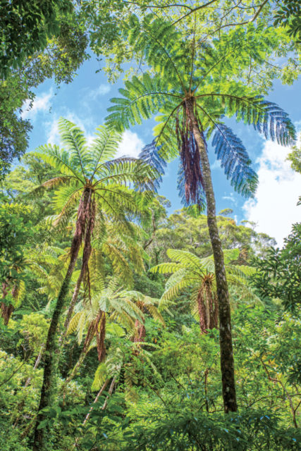 【10:15】 原生林の入り口に到着