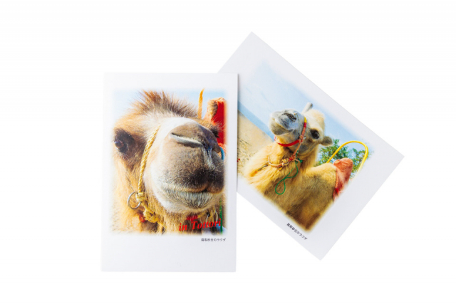 【鳥取のおすすめ土産】らくだや