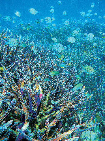 【奄美でマリンレジャー!】Aqua Dive kohollo