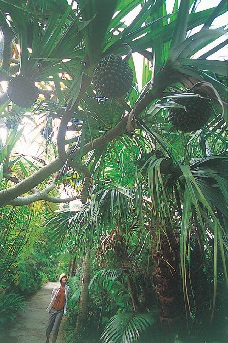 屋久島フルーツガーデン