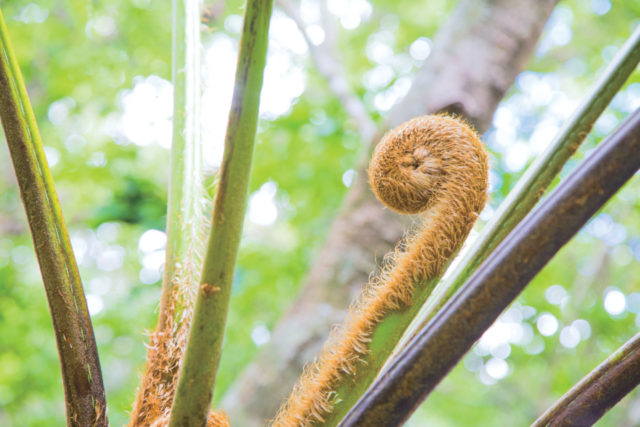 【10:15】 原生林の入り口に到着