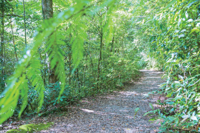【10:15】 原生林の入り口に到着