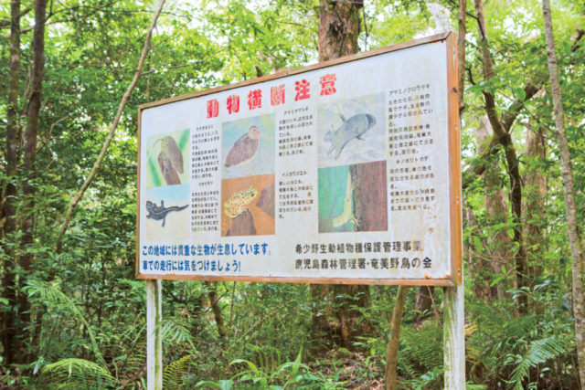 【10:15】 原生林の入り口に到着