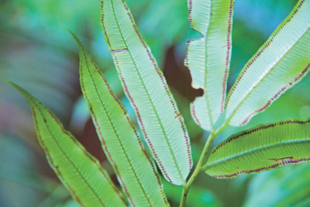 【10:15】 原生林の入り口に到着