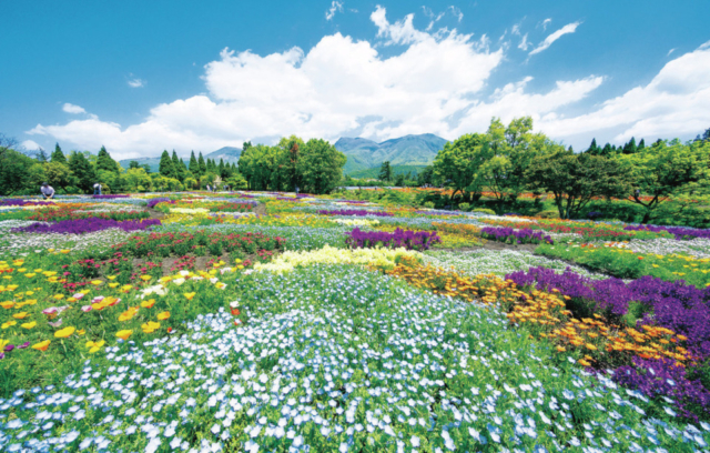 【やまなみハイウェイドライブ⑤】くじゅう連山を背に季節の花々が彩る「くじゅう花公園」