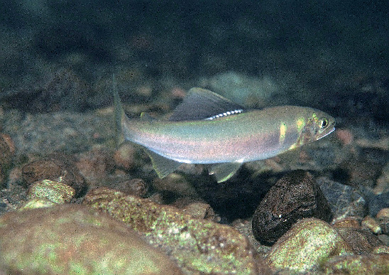 マングローブ原生林 生き物図鑑