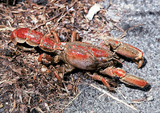 マングローブ原生林 生き物図鑑