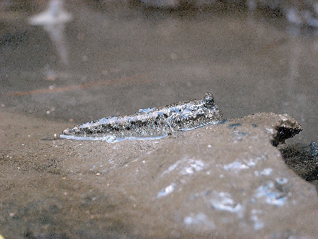 マングローブ原生林 生き物図鑑