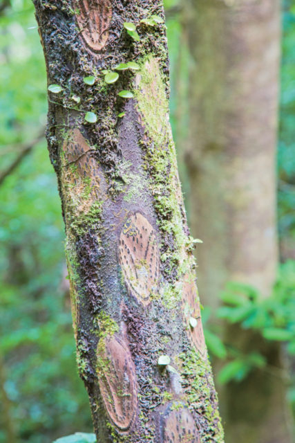 【10:15】 原生林の入り口に到着