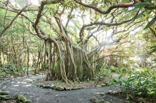 志戸子ガジュマル公園