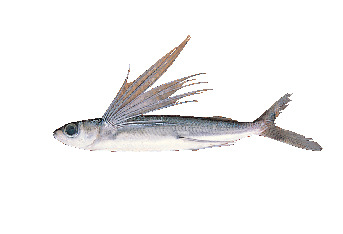 【屋久島】島名物はこれ!