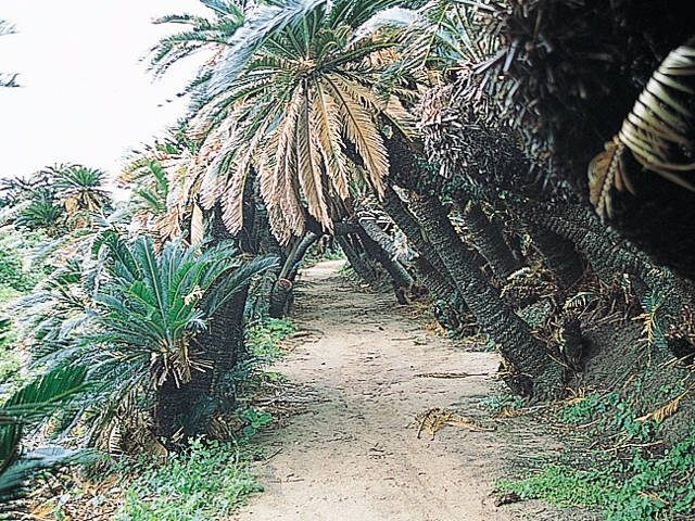 【徳之島の観光情報】金見崎ソテツトンネル