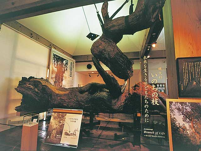 屋久島町屋久杉自然館