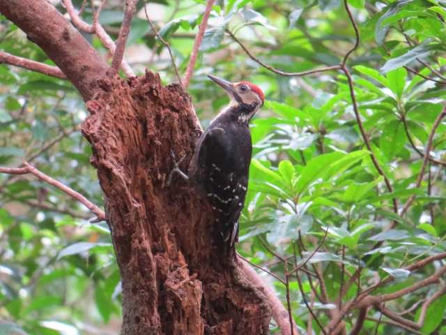 奄美自然観察の森