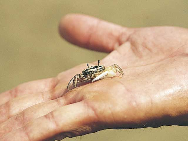 マングローブ原生林 生き物図鑑