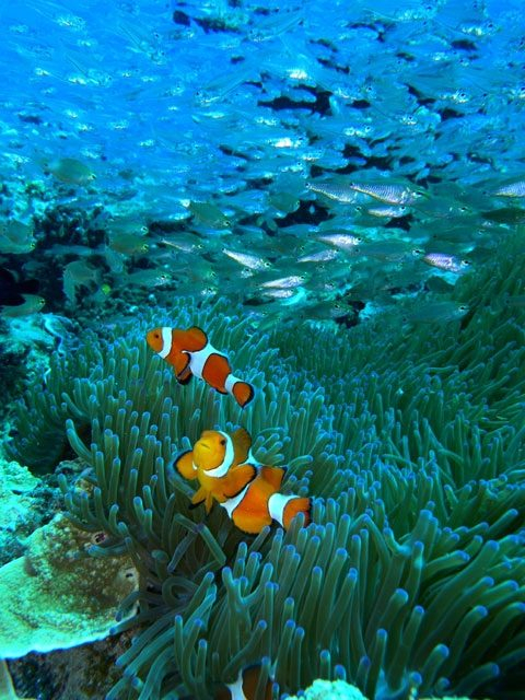 【奄美でマリンレジャー!】Aqua Dive kohollo