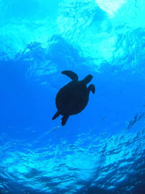 【奄美でマリンレジャー!】Aqua Dive kohollo