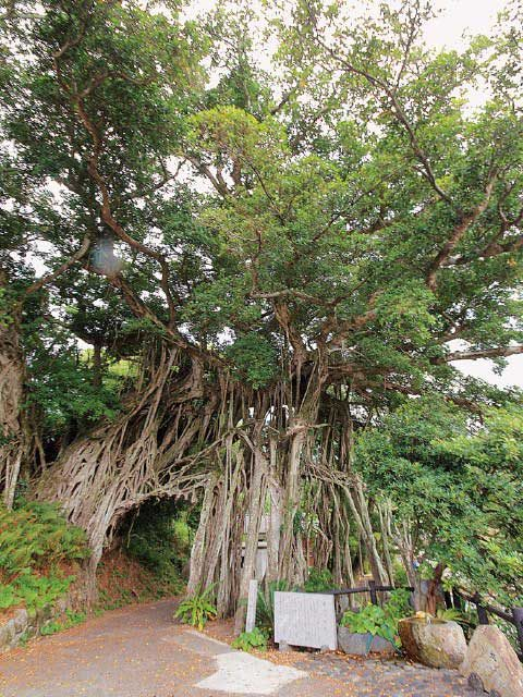 中間ガジュマル