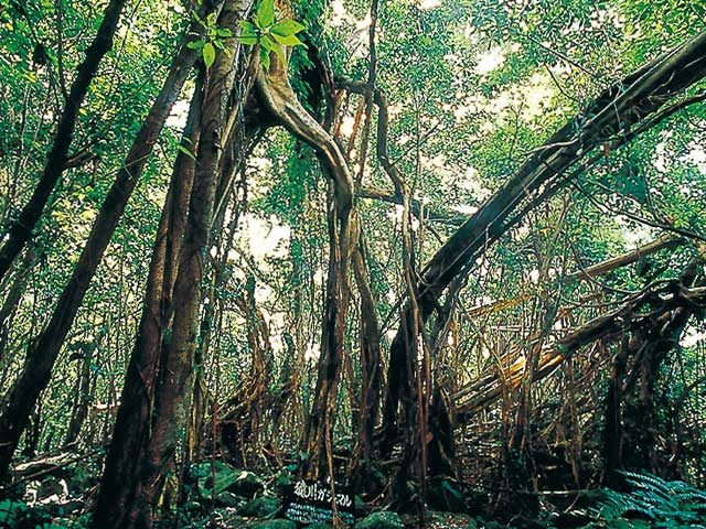 猿川ガジュマル