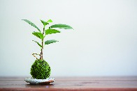 癒しの苔玉ちゃん 1650円