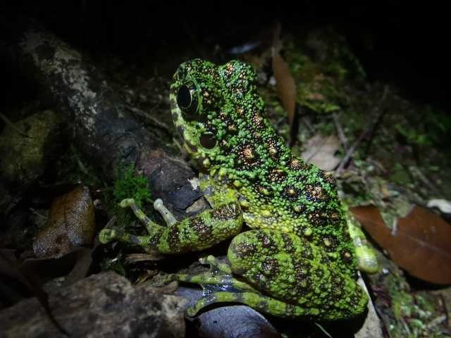 ナイトツアーの注意点
