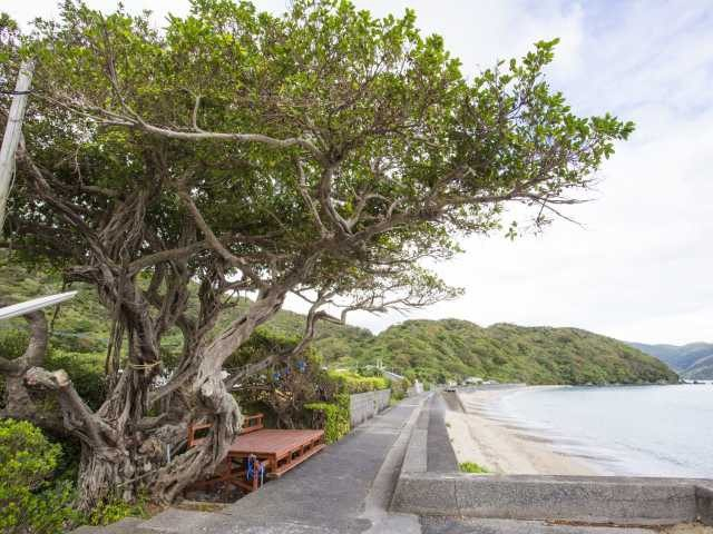 【加計呂麻島の観光スポット】花富の木かげ