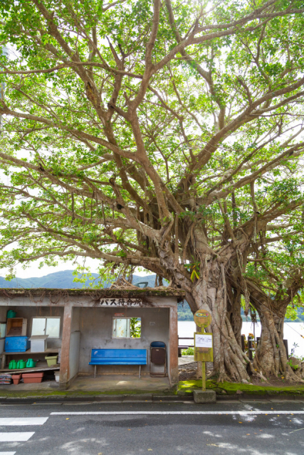 【奄美大島 中南部の観光情報】田検のガジュマル