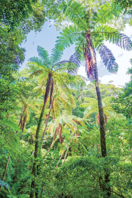 【ここで体験】 アイランドサービス