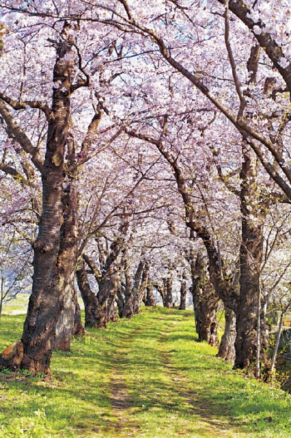 【角館さくら祭り必見スポット2】桧木内川堤のソメイヨシノ