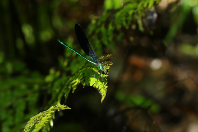 奄美らしい生き物たちを観察!