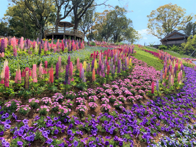 【高知県立牧野植物園をご案内】こんこん山広場