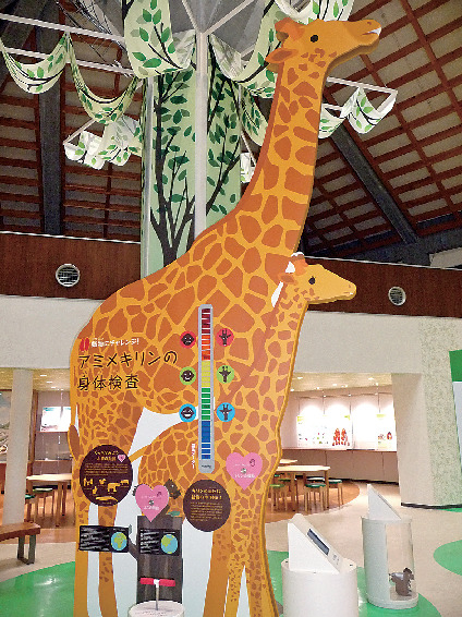アミメキリンの身体検査