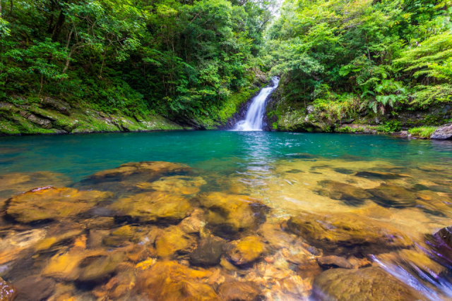 【奄美大島 中南部の観光情報】奄美フォレストポリス