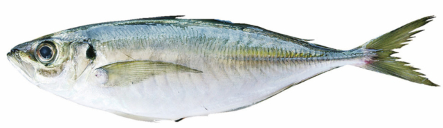 【呼子朝市から車で5分】呼子台場みなとプラザ大漁鮮華でBBQ