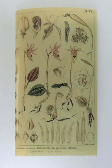 【ボタニカルショップ】nonoca