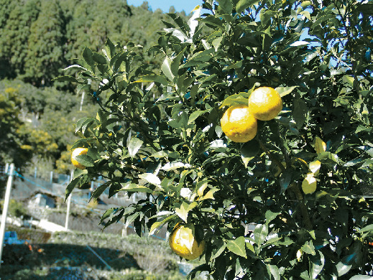 【高知】馬路村へのアクセス
