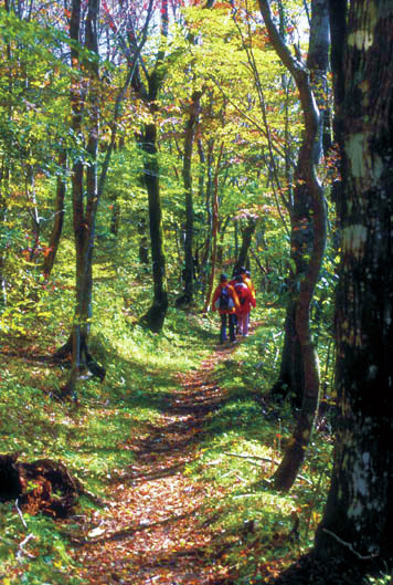 森林セラピーロード