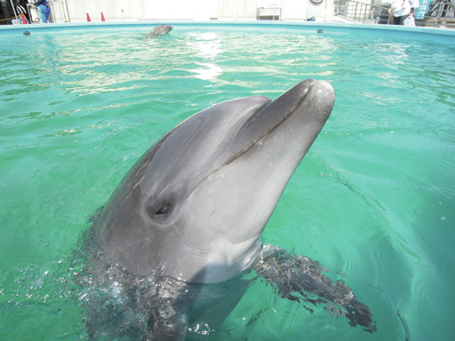 室戸ドルフィンセンター