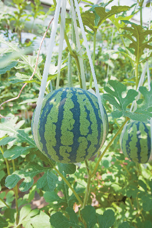 2.1年中スイカ&メロンが食べられる