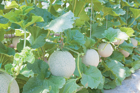 2.1年中スイカ&メロンが食べられる